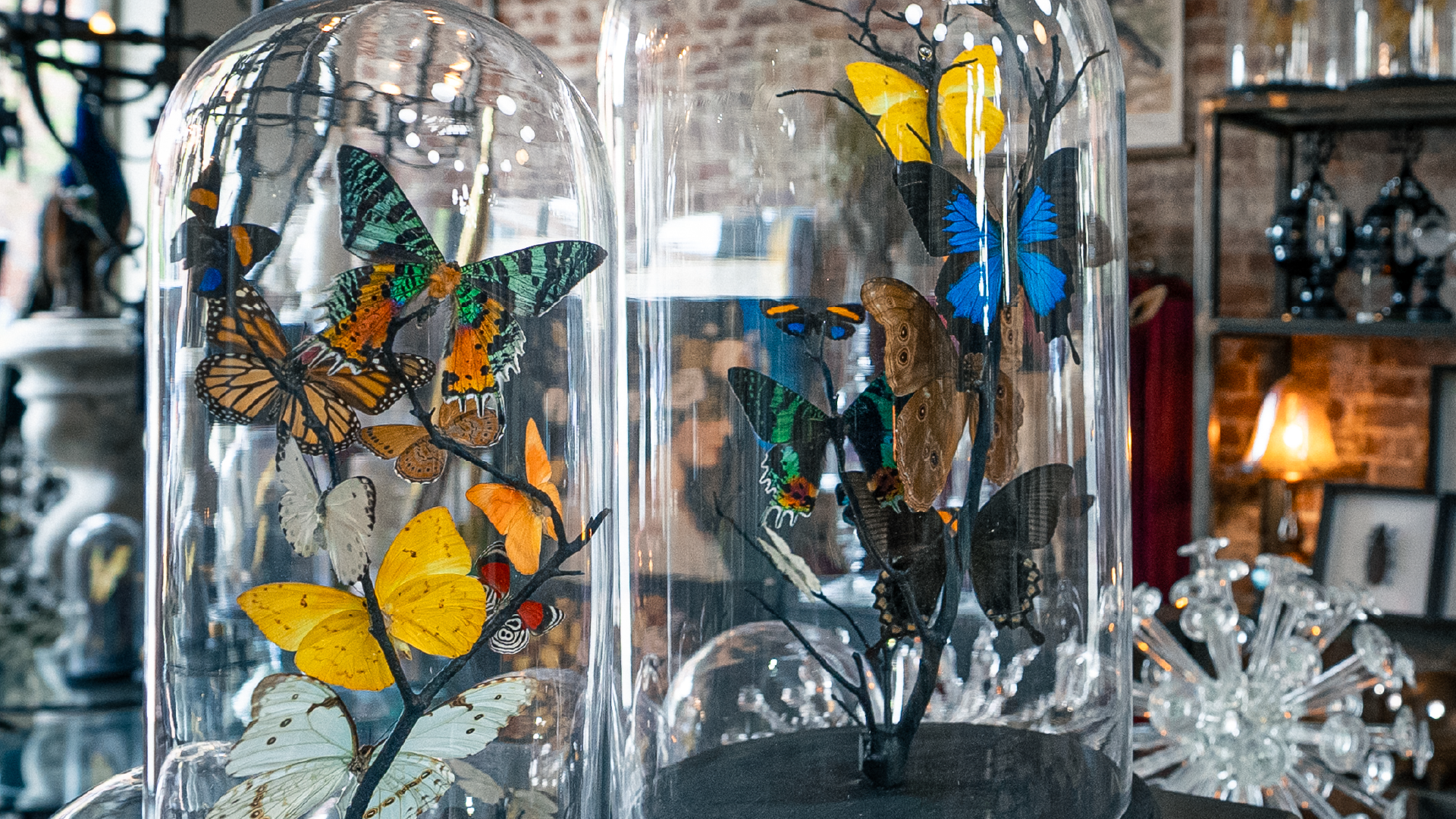 Gold Bug Gallery – glass cloches displaying mounted butterfly specimens and curiosities in the gallery.